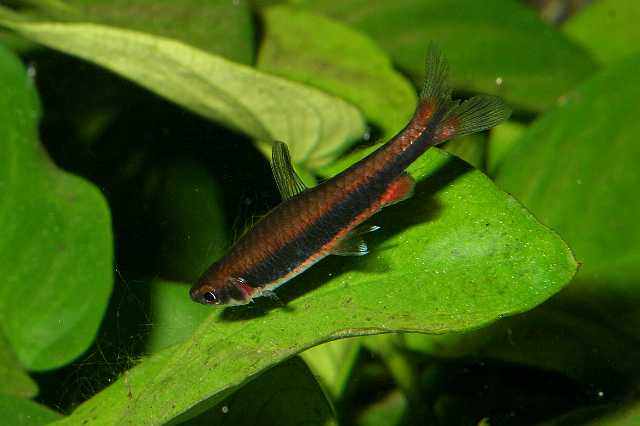 FH_ZA_2446(Nannostomus nitidus).jpg